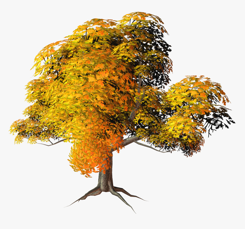 Transparent Bonsai Clipart, HD Png Download