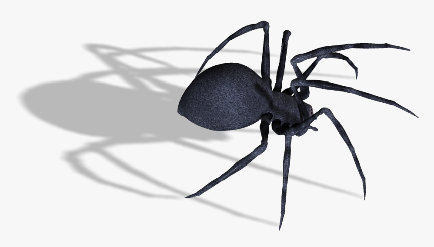 Black Widow Spider Png Image - Transparent Background Spiders Transparent, Png Download