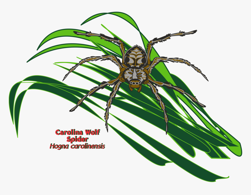 Orb-weaver Spider, HD Png Download