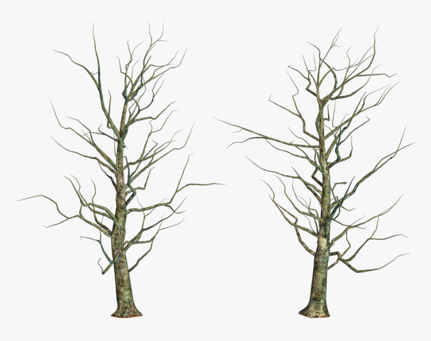 Bare Trees Png - Pond Pine, Transparent Png