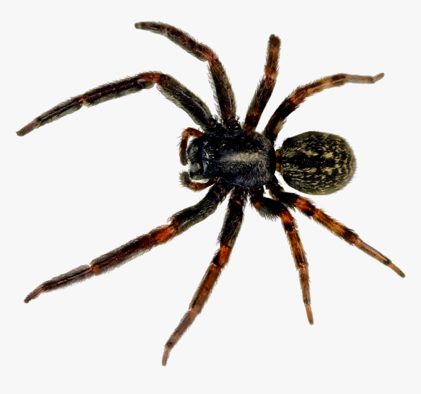 Spider Png Image - Spider Png, Transparent Png
