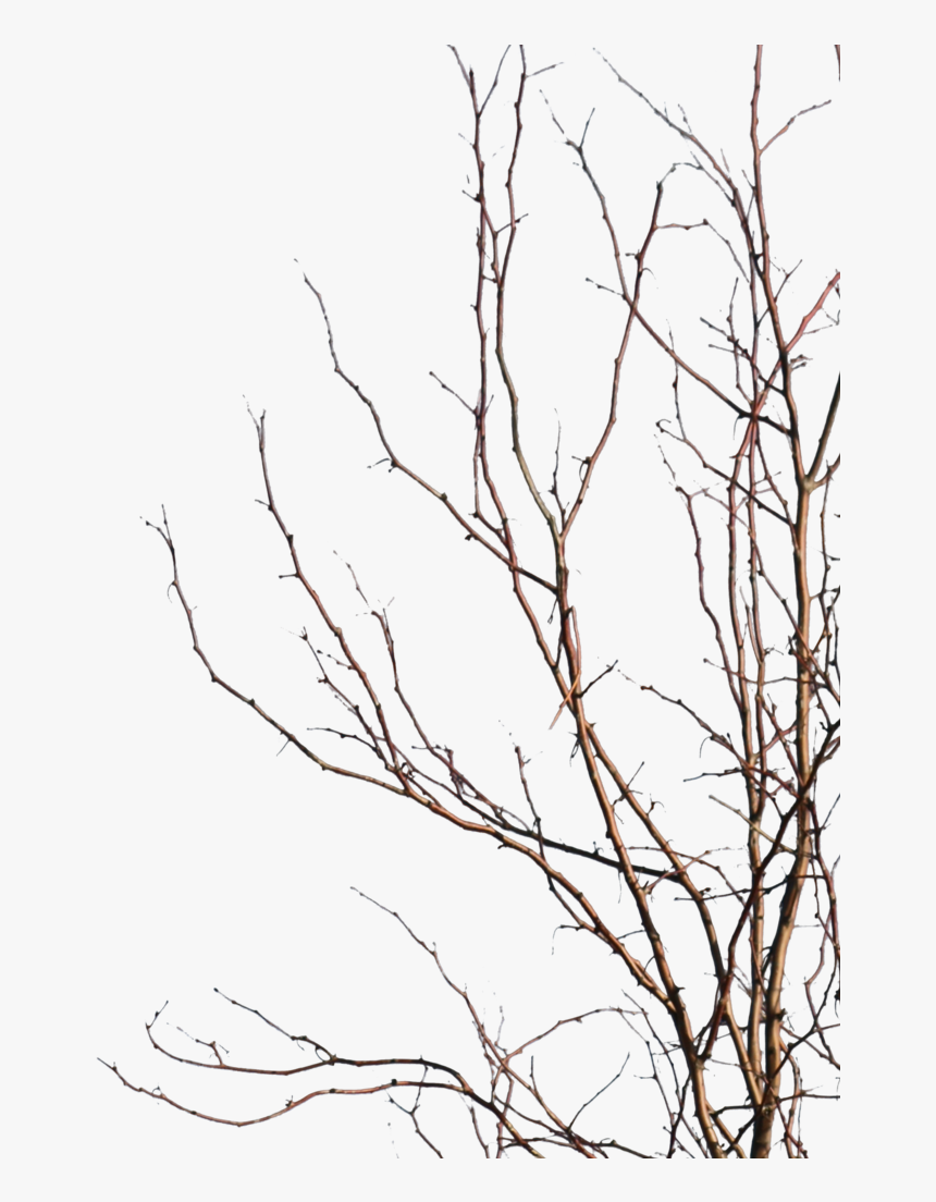 Line Art, HD Png Download