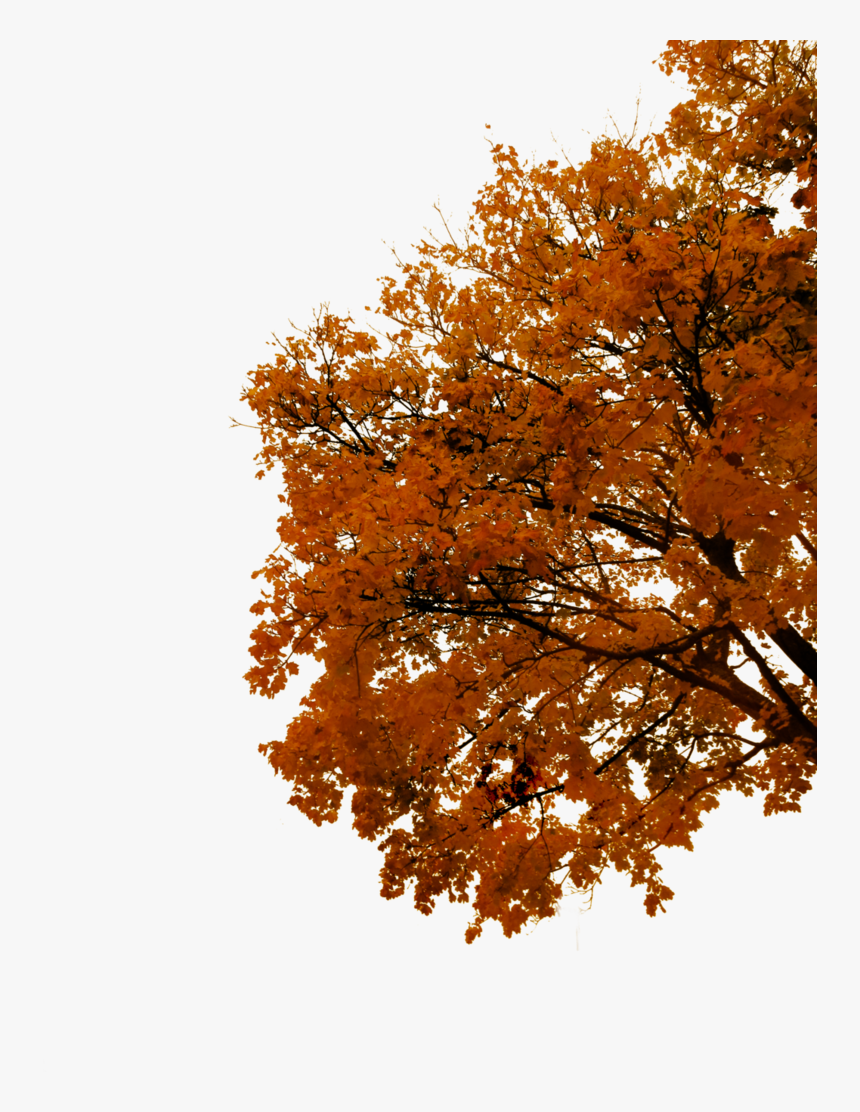 Transparent Tree Branch Png - Autumn Tree Cut Out, Png Download