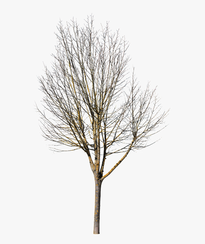 Deciduous Tree Photoshop, HD Png Download