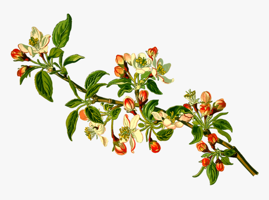 Apple, Branch, Deciduous, Fruit, Herbal, Medicinal, HD Png Download