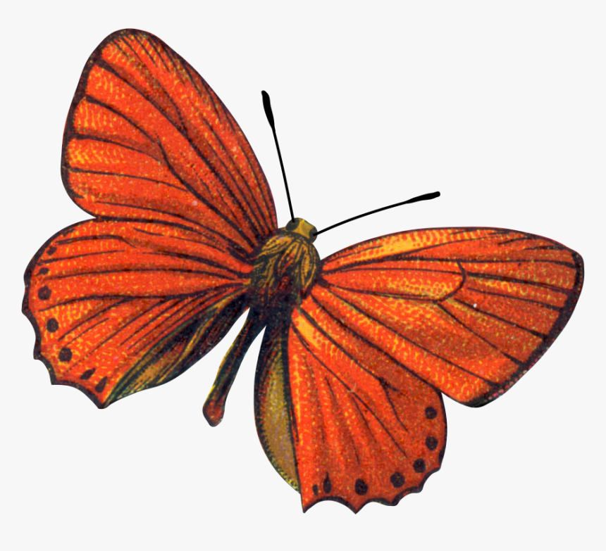 Butterflies, HD Png Download
