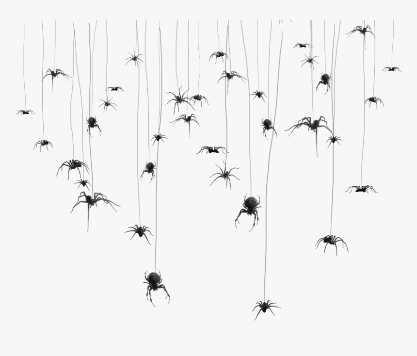 #mq #spider #spiders #spiderweb #hanging #hanger - Charadriiformes, HD Png Download