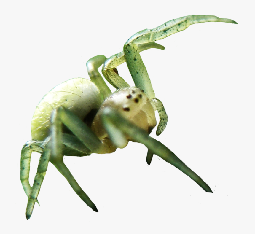Transparent Background Spider Transparent, HD Png Download