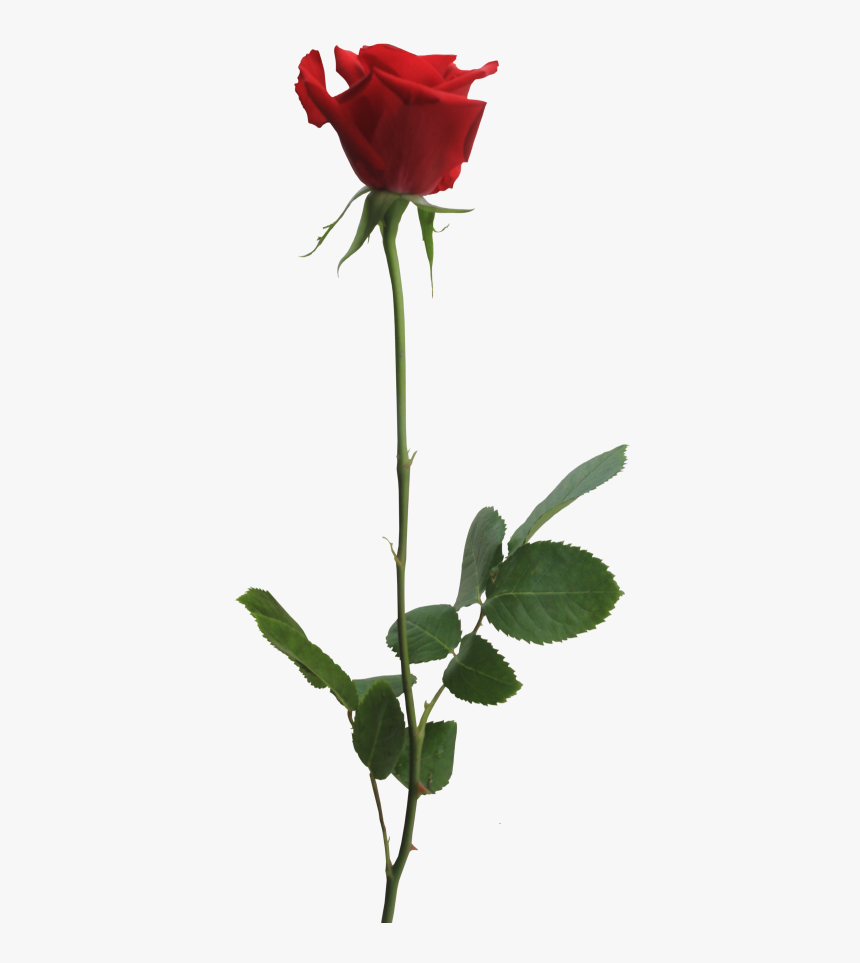 Rose Background Png Images - Portable Network Graphics, Transparent Png