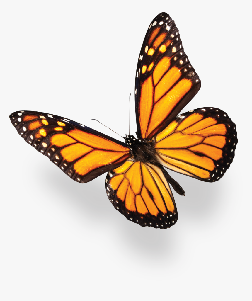 Butterfly Over The Flower, HD Png Download
