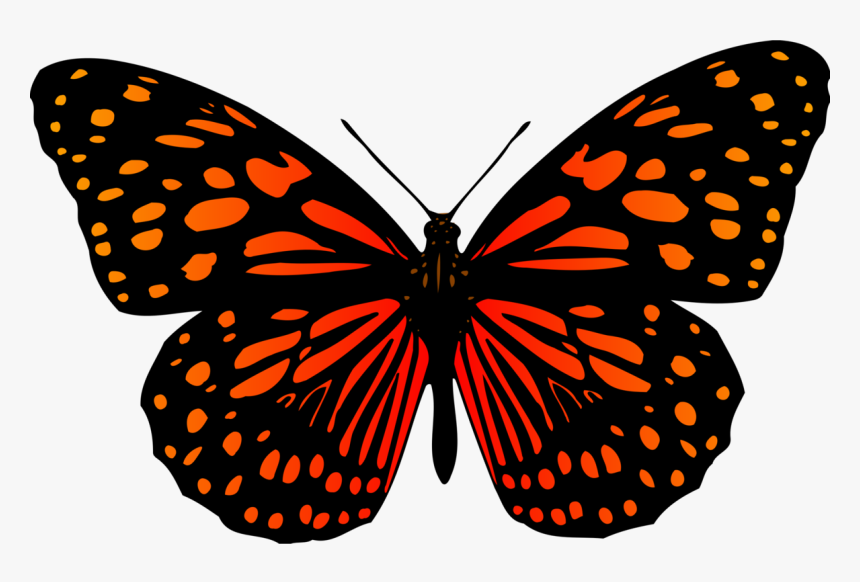 Butterfly, HD Png Download