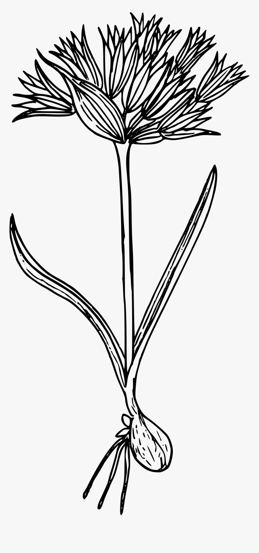 Blue Mountain Onion Clip Arts - Line Art, HD Png Download