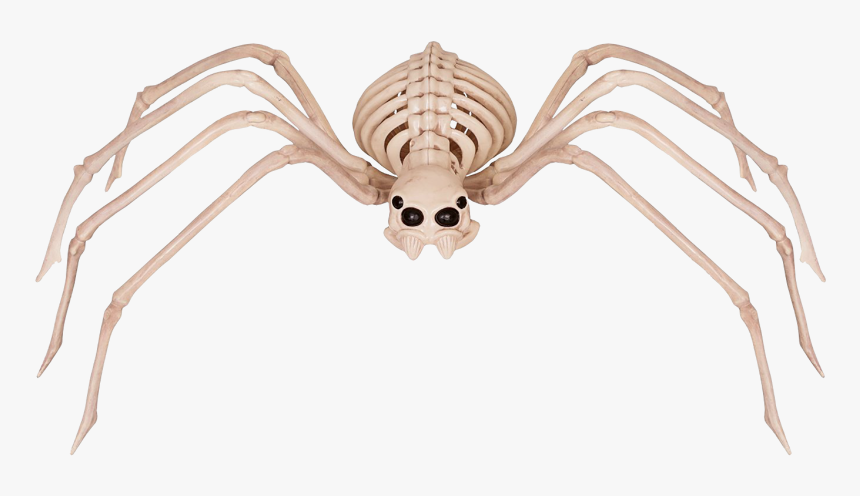 Spider Skeleton, HD Png Download