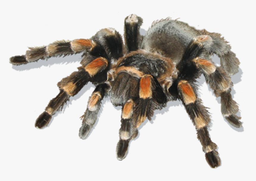 แมงมุม ที่ อันตราย ที่สุด ใน โลก, HD Png Download