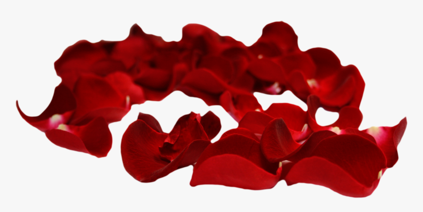 Rose Petals Psd - Rose Petals Transparent Background, HD Png Download