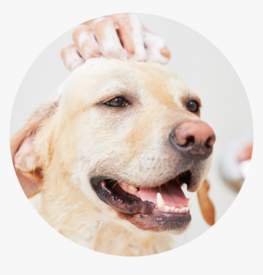 20 Jul - Dog Taking Bath, HD Png Download