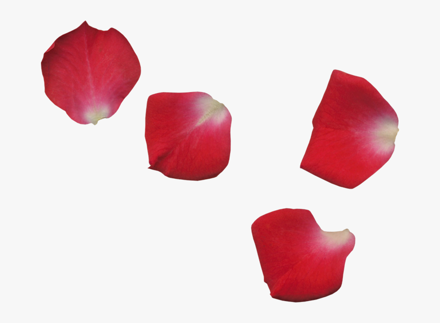 Scrap De Pétalos De Flores - Transparent Rose Leaf Png, Png Download