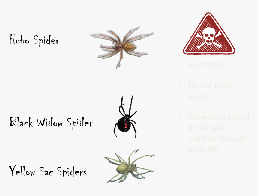 These are spiders. Нейротоксичный яд паука. витаар poison spider. паучий яд презентация. poisonous spiders png.