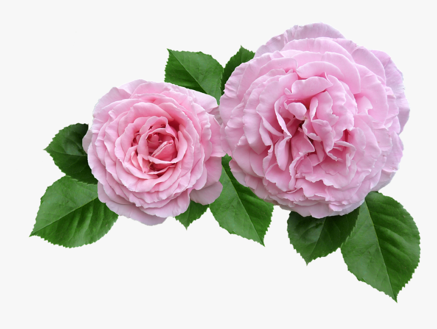 Transparent Petalos De Rosa Png - Rose Cut Out Transparent, Png Download