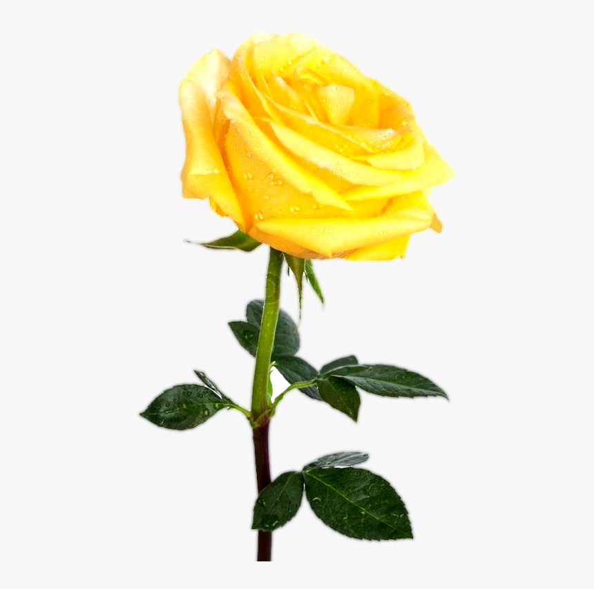 Download Yellw Rose Png Transparent Images Free Gallery Yellow Rose No Background Png Download Transparent Png Image Pngitem