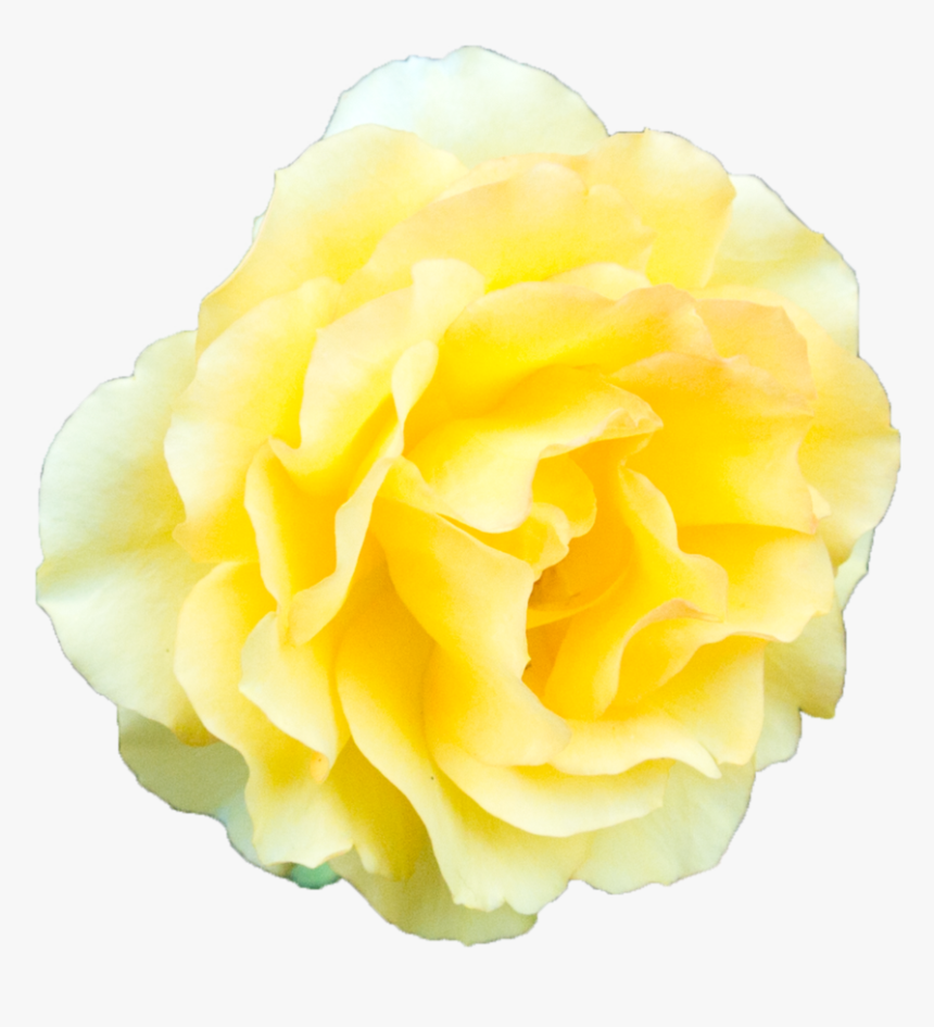 Yellow Flower Transparent Background, HD Png Download