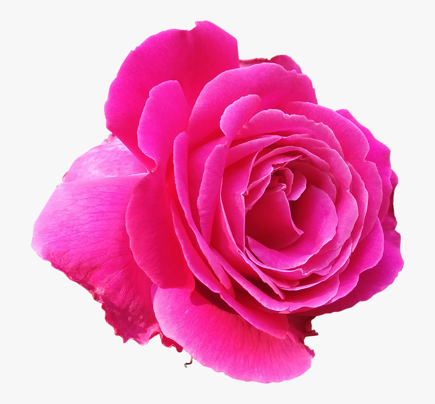 Pink Rose Clipart Invisible Background - Pink Rose Clipart, HD Png Download