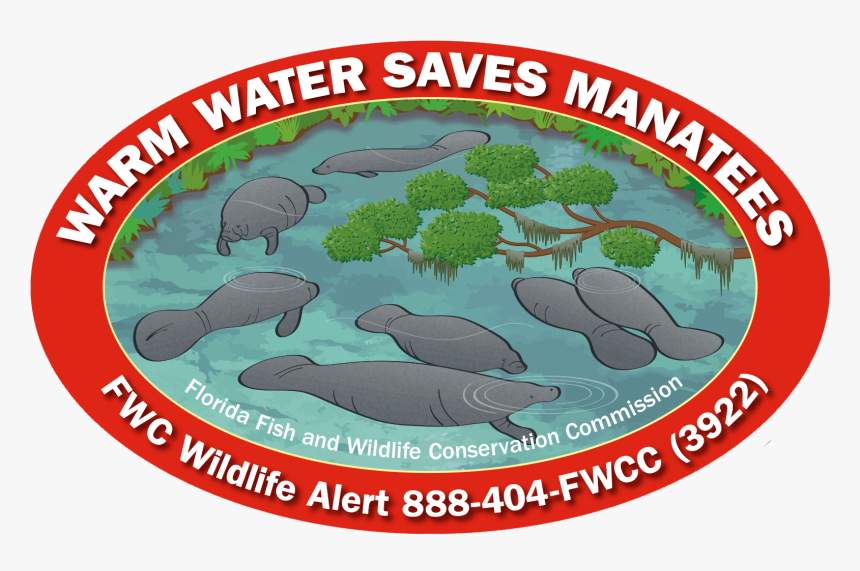 Manatee, HD Png Download