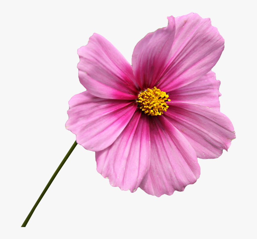 Png, Recorte, Flor, Gráficos, Cosmos, Pétalos De Rosa - Cosmos Flower Png, Transparent Png