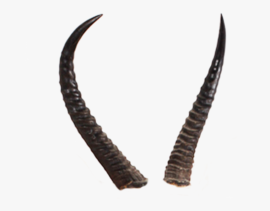 Transparent Demon Horns Png - Horn Png, Png Download