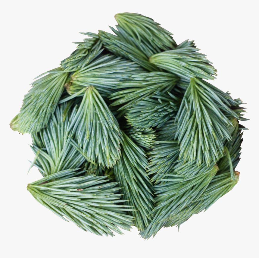 Pine Leaves Png Image - Leaf, Transparent Png