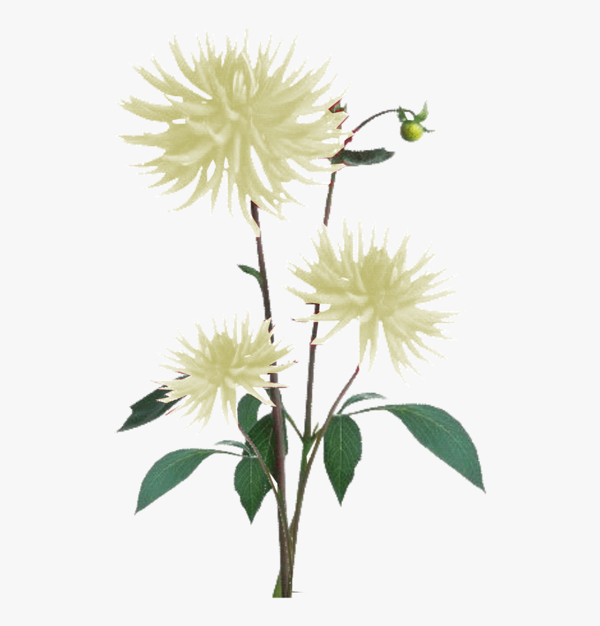 Flower Plant Texture Png, Transparent Png