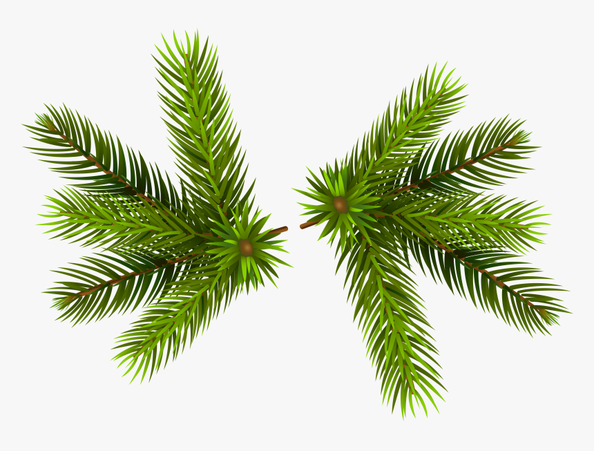 Pine Branches Transparent Png Clip - Christmas Pine Transparent Background, Png Download