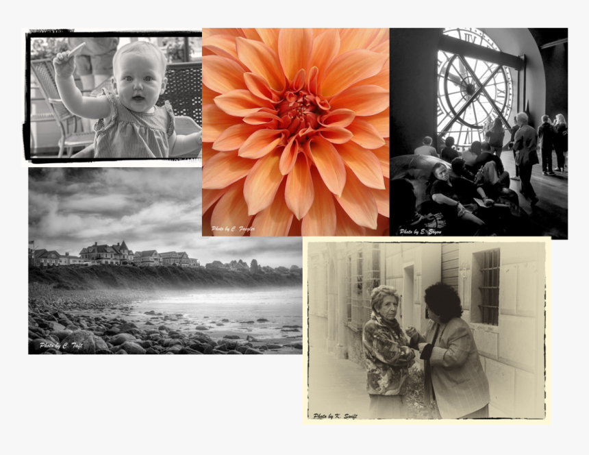 Transparent Light Texture Png - Dahlia, Png Download