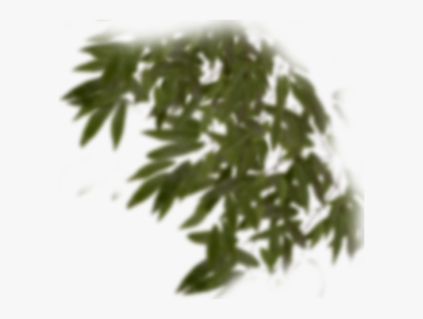 Fir, HD Png Download