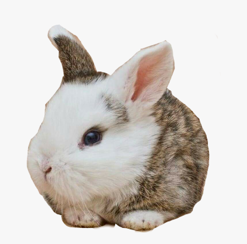 #cute #babybunny #rabbit - Real Rabbit Head, HD Png Download
