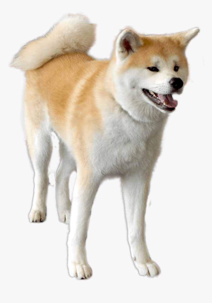 The Dog Contact Corps Ako That I Got Tired Of - Transparent Akita Dog Png, Png Download