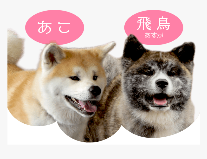 Ako &amp - Asuka - Transparent Akita Dog Png, Png Download