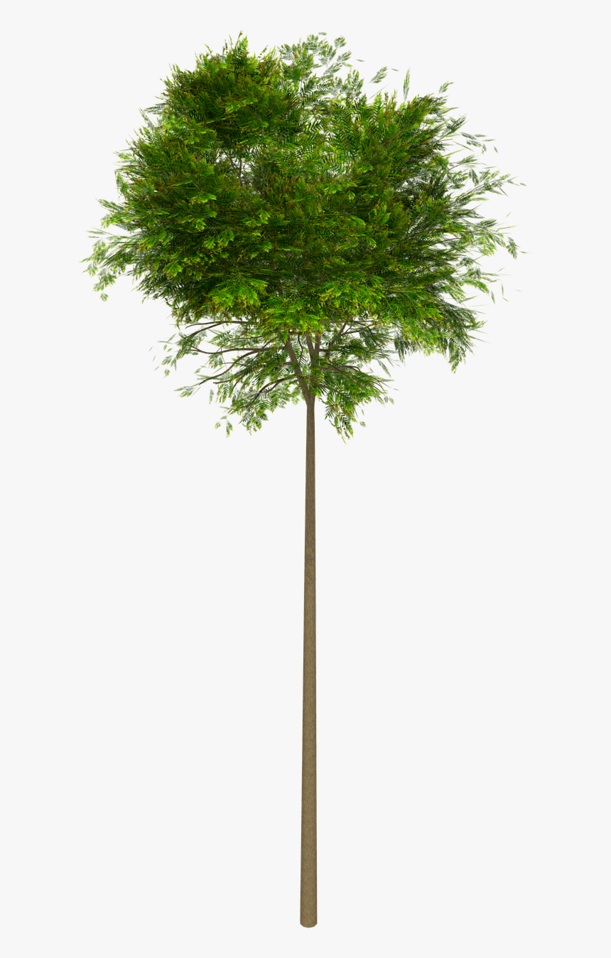 Tree High Leaves - Sin Fondo Arboles Png, Transparent Png