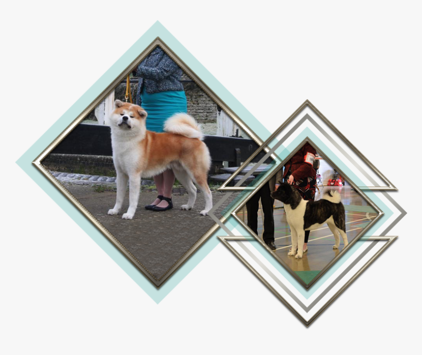 Norwegian Lundehund, HD Png Download