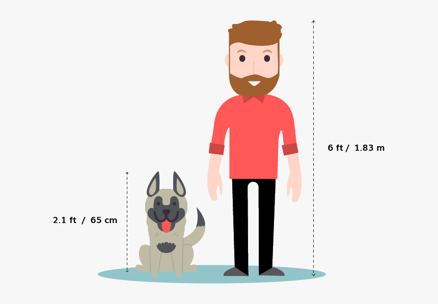 Greyhound Vs Whippet Size, HD Png Download