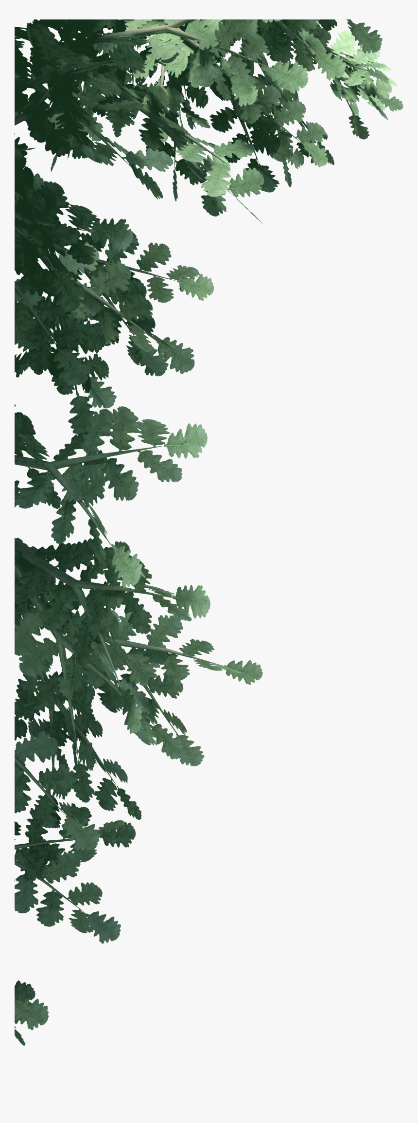 Transparent Pine Leaves Png - Pond Pine, Png Download