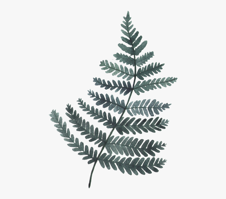 Green Leaf Illustration Watercolor Painting Leaf Illustration - Watercolor Leave Gray Png, Transparent Png