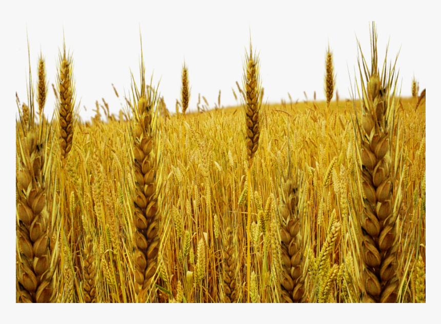 Tare Png By Dbszabo , Png Download - Wheat And Tares Png, Transparent Png