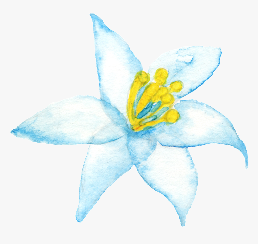 Yellow Branch Corazon Cartoon Png Transparente - Flag Of Australia, Png Download