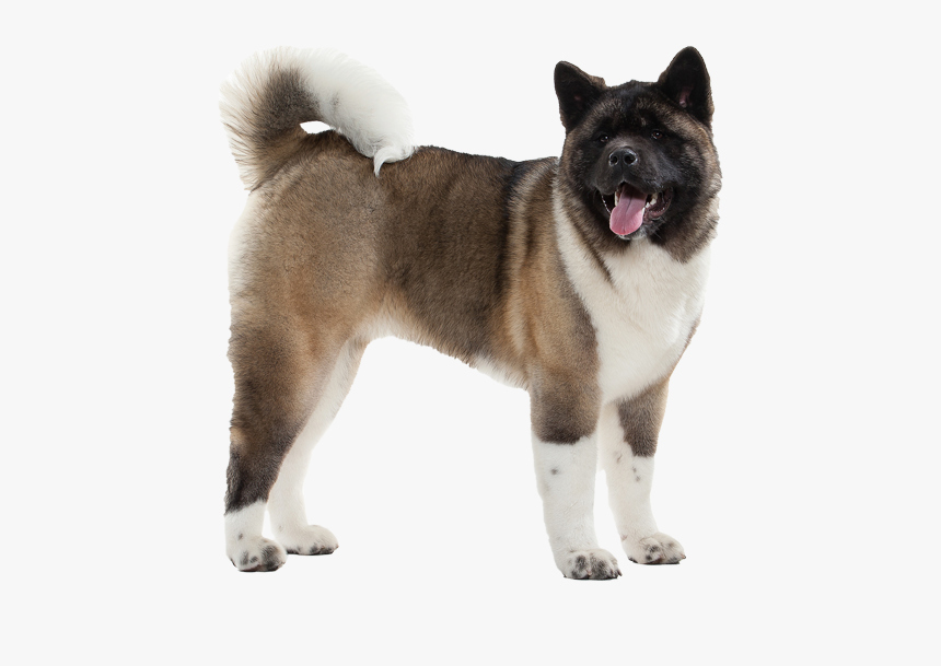 Akita Transparent, HD Png Download