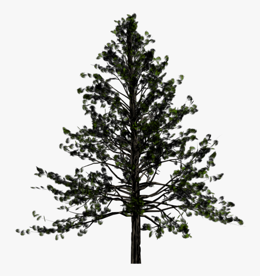Pine Tree Transparent Background, HD Png Download