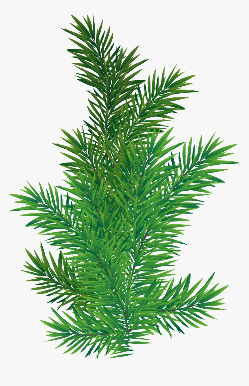 Pine Branch Png Picture Transparent Background - Pine Tree Branch Png, Png Download