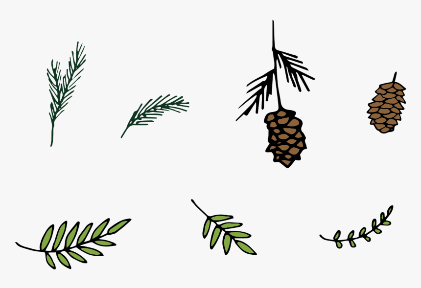 1200 X 1200 5 - Conifer Cone, HD Png Download
