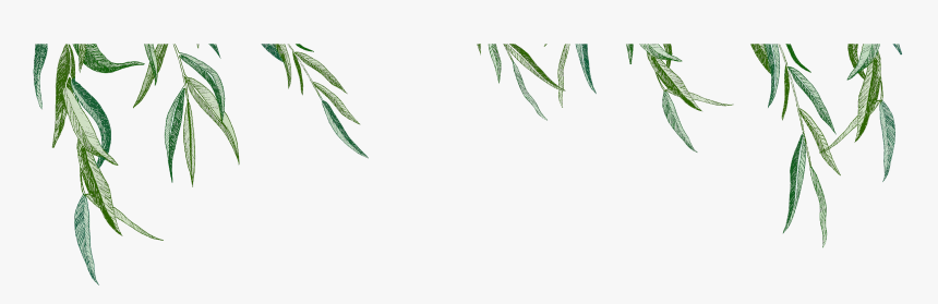 Spruce, HD Png Download