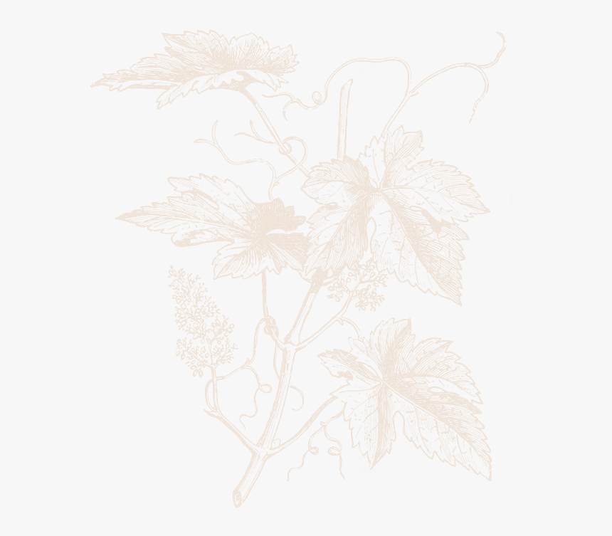 Fondo-transparente - Vitis Vinifera Grapes, HD Png Download